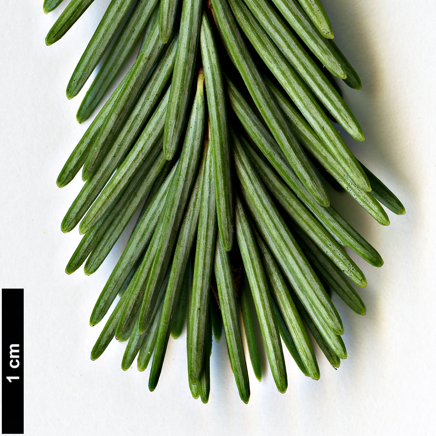 High resolution image: Family: Pinaceae - Genus: Pseudotsuga - Taxon: menziesii - SpeciesSub: var. glauca